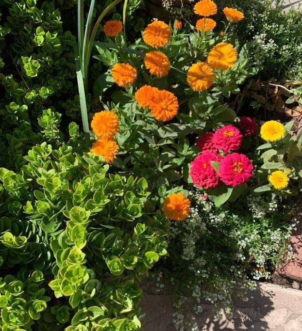 Encanto Cactus Flower Casita Phoenix Exterior foto